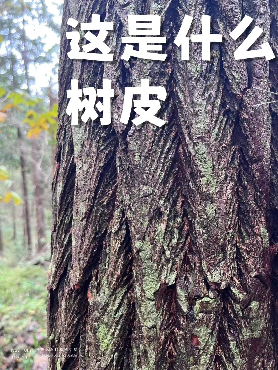 🌳这是什么树皮，遇见你喜欢的大树（一）