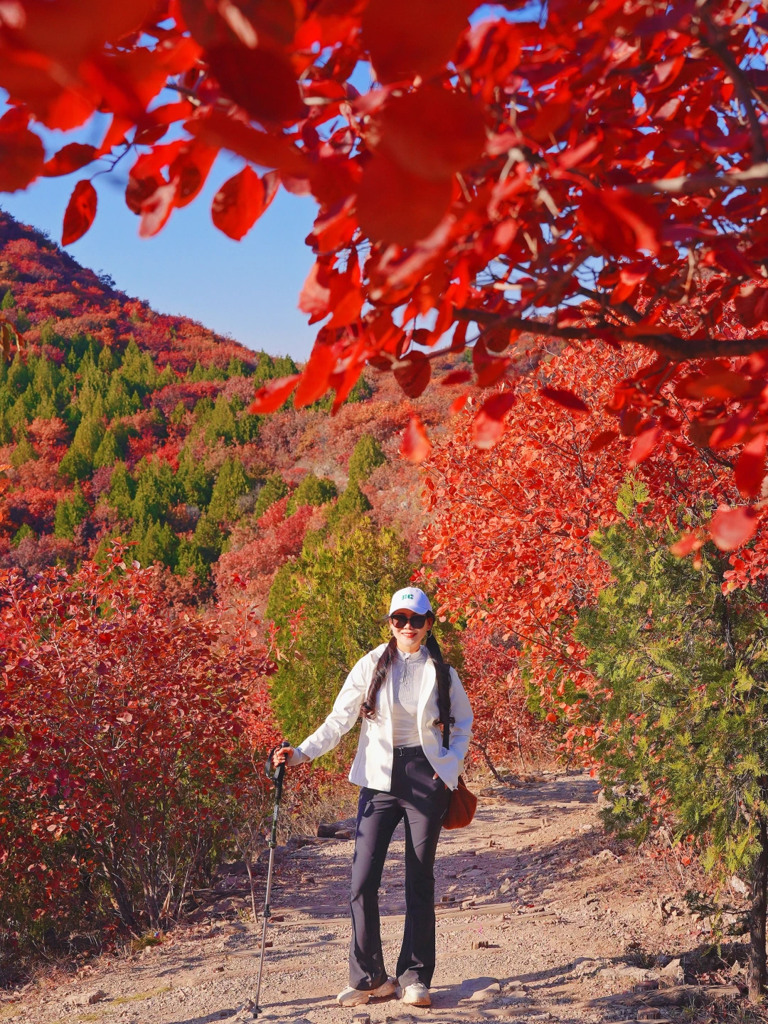 我才知道什么叫做漫山遍野🍁红黄栌好美❗️