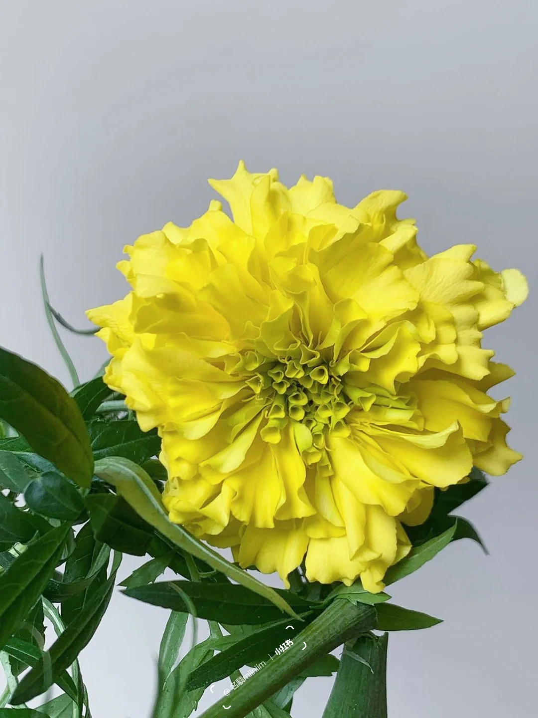 万寿菊🌼｜“remember me～”想起《寻梦环游记》