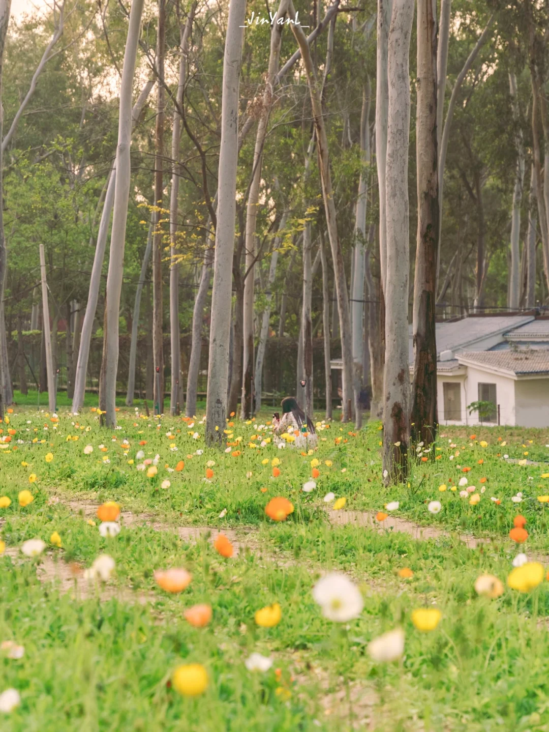 厦门拍照｜森林里收到虞美人捎来的春日问候