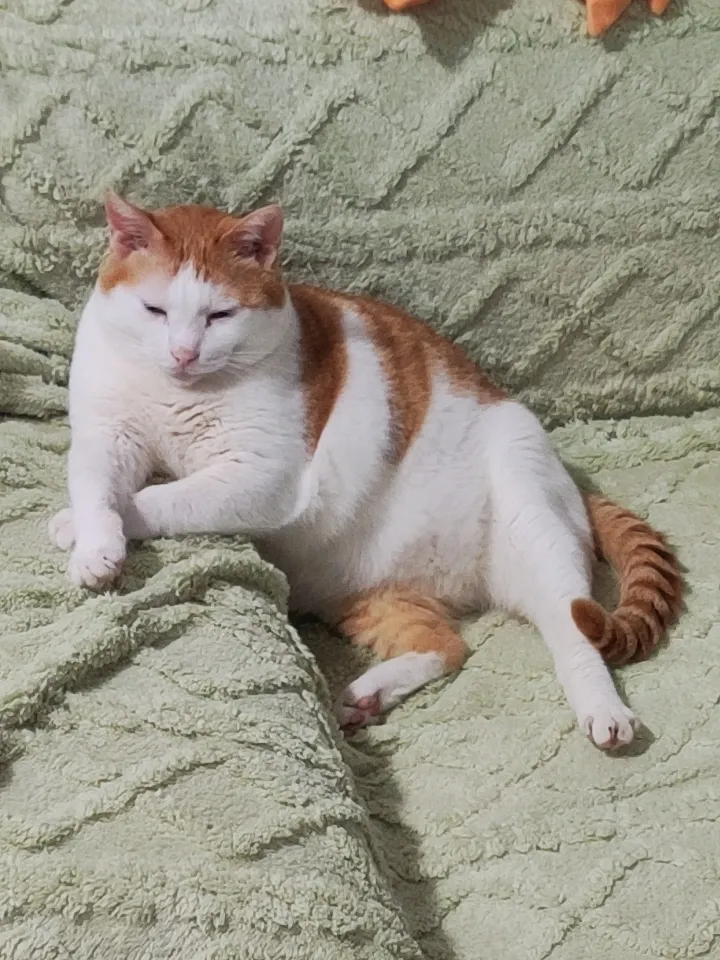 这只猫在沙发上睡得好舒服，让我想起网友家的狸花猫五一。它往沙发上一躺，肚子一翻，