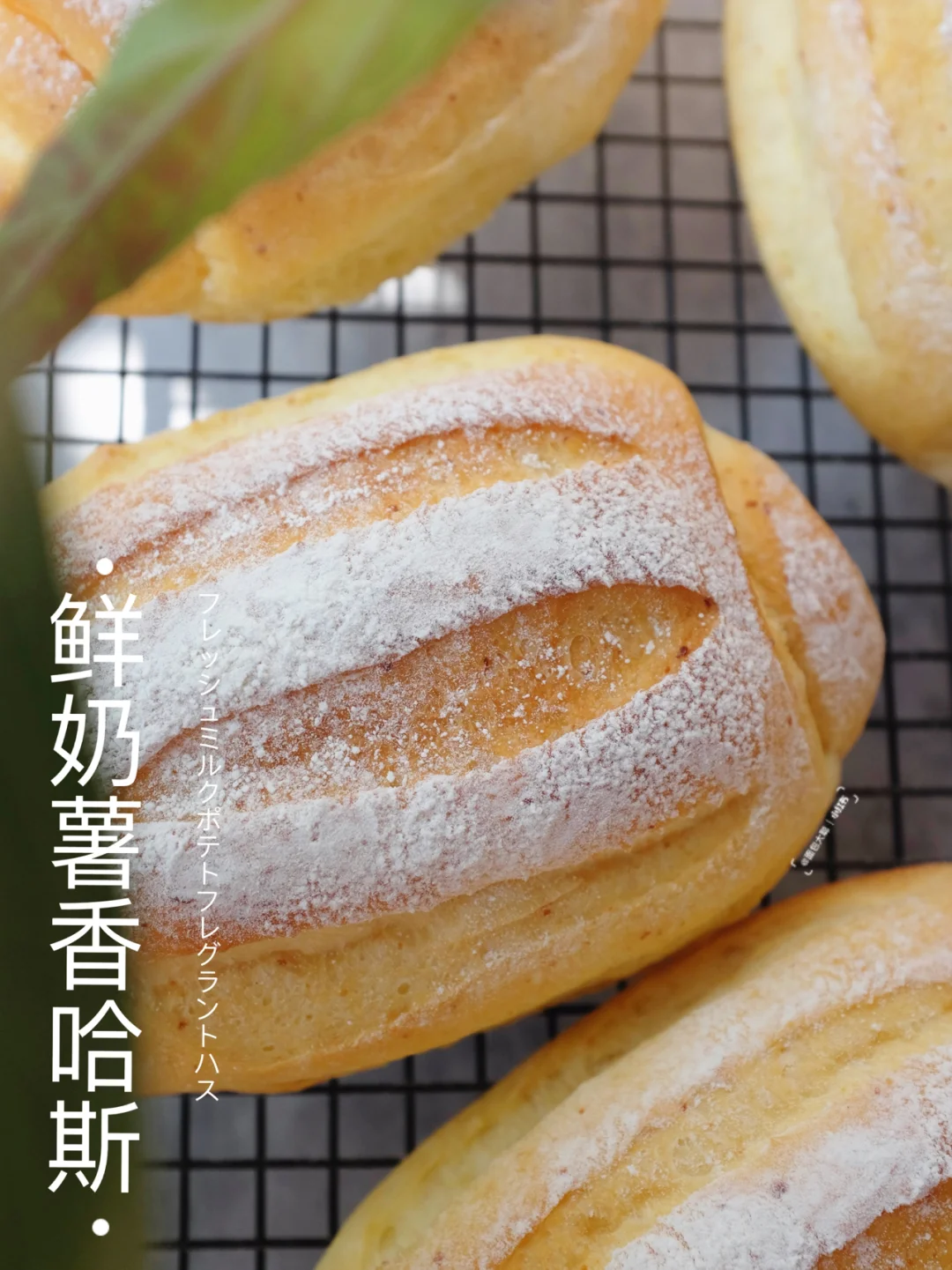 🥛鲜奶薯香哈斯面包｜弹弹软软浓郁奶香