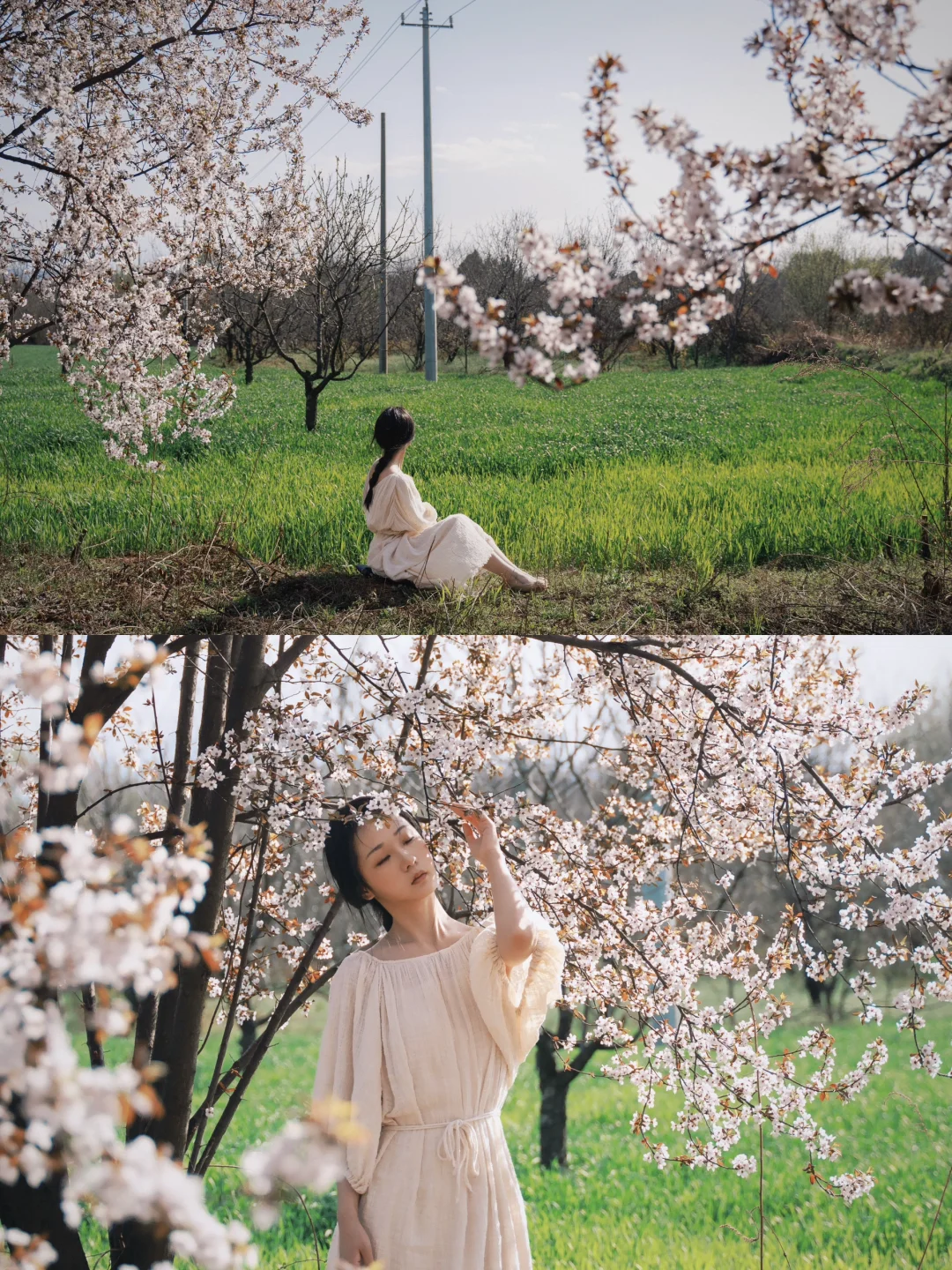 麦田里的紫叶李🌸竟然在西安周边！