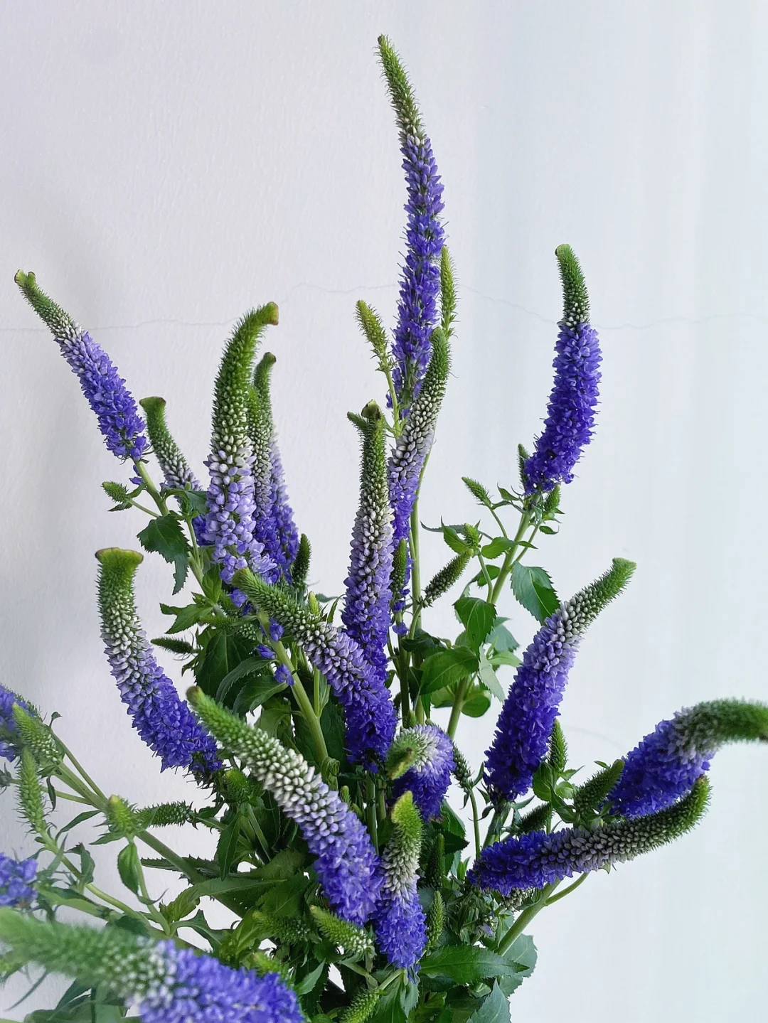 带你每天认识一种花材164｜紫色鼠尾草