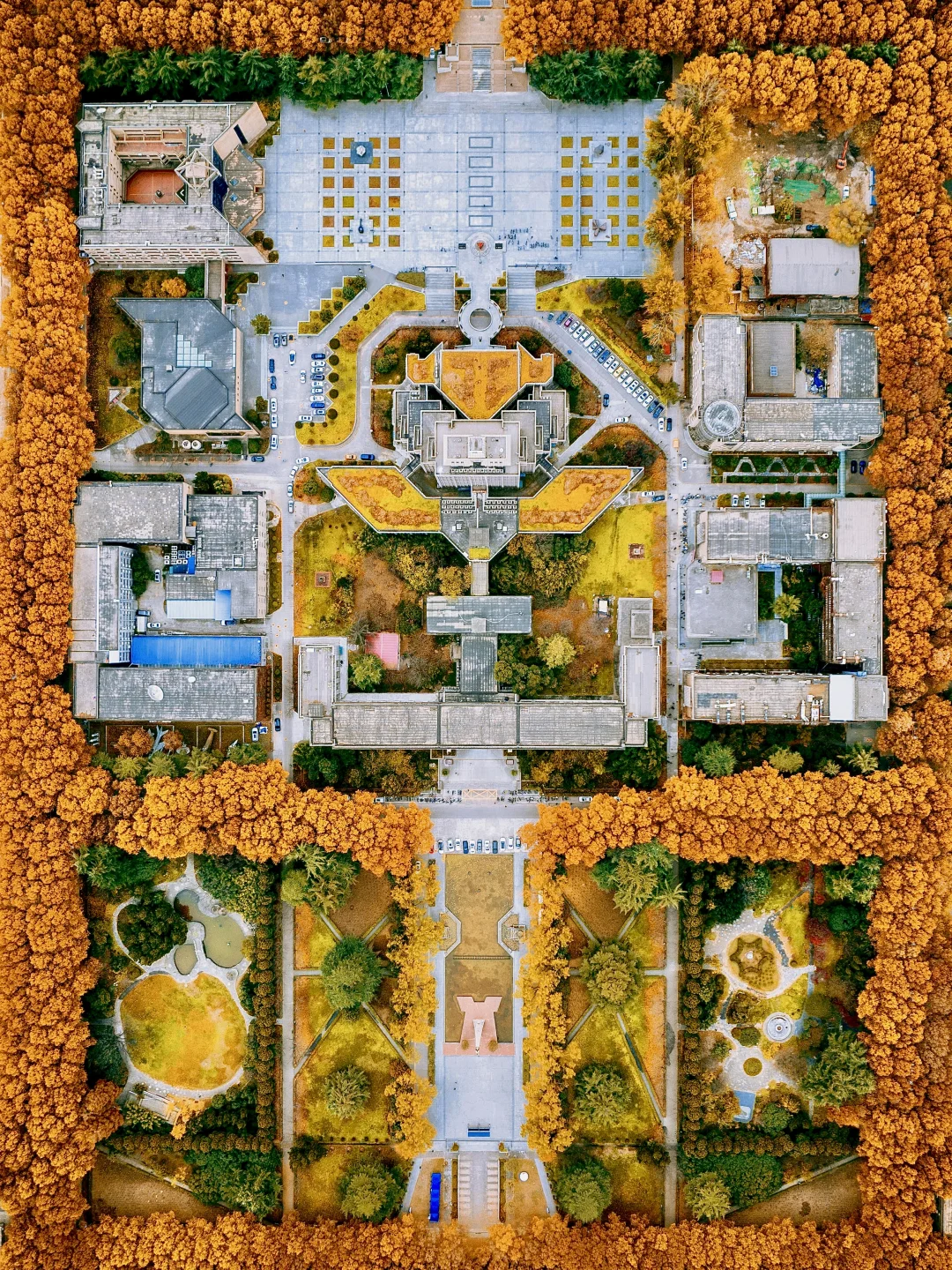 仙交大的梧桐疯了！