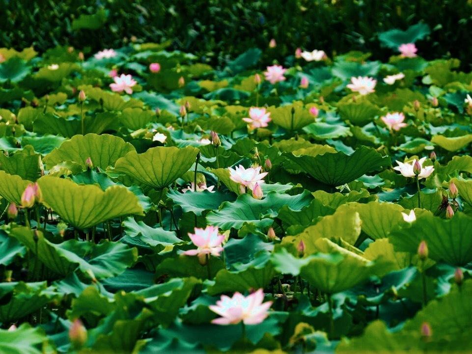 夏日清风拂过蕉门河，南沙蕉门公园荷花悄然盛放，连片碧叶衬着粉白荷花，薄...