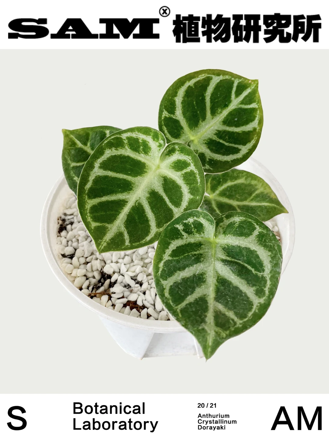 铜锣烧水晶花烛｜Anthurium Dorayaki