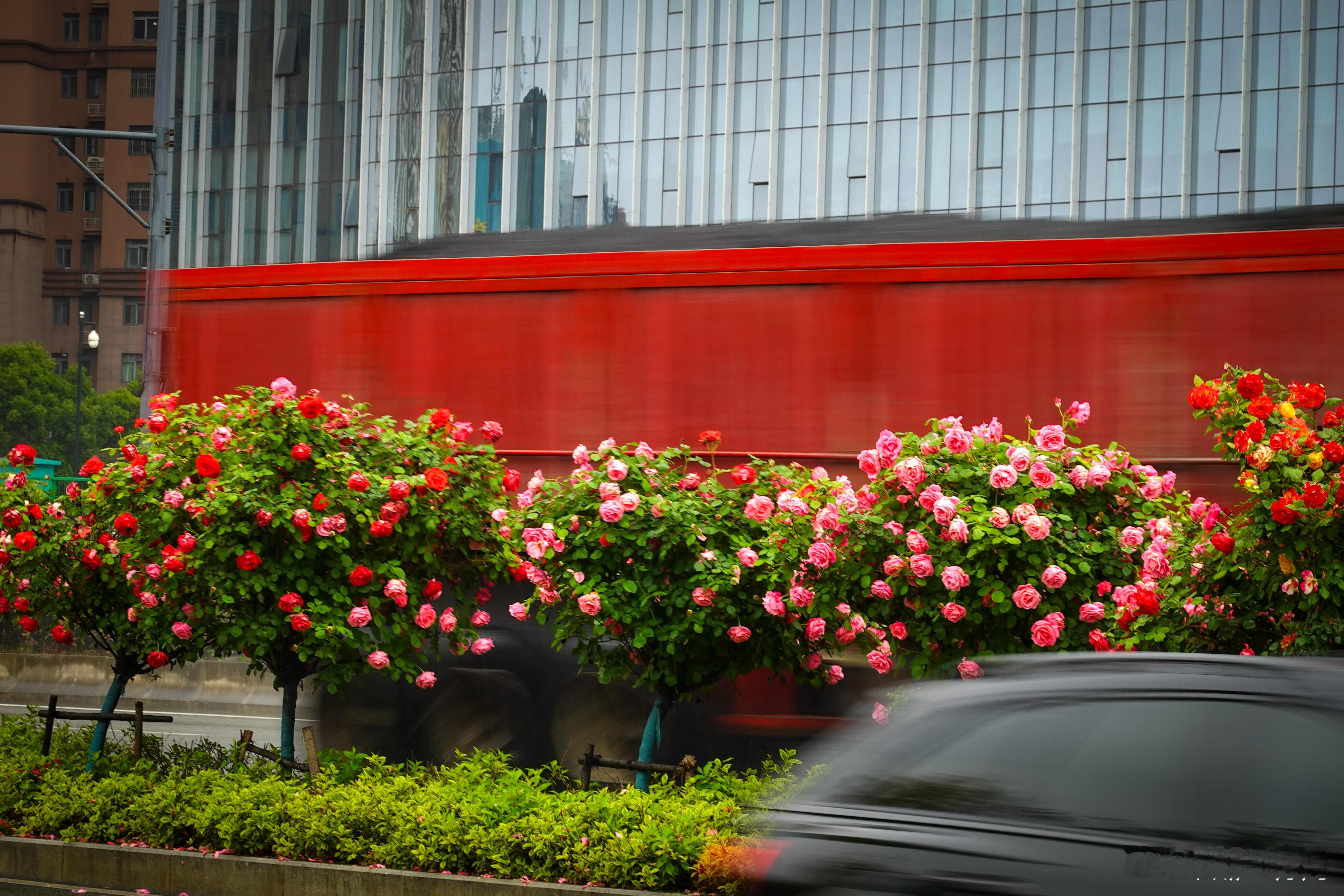 五一想来合肥的绿化带赏花吗 合肥绿化带花已开好，棒棒糖月季满城盛放，静...