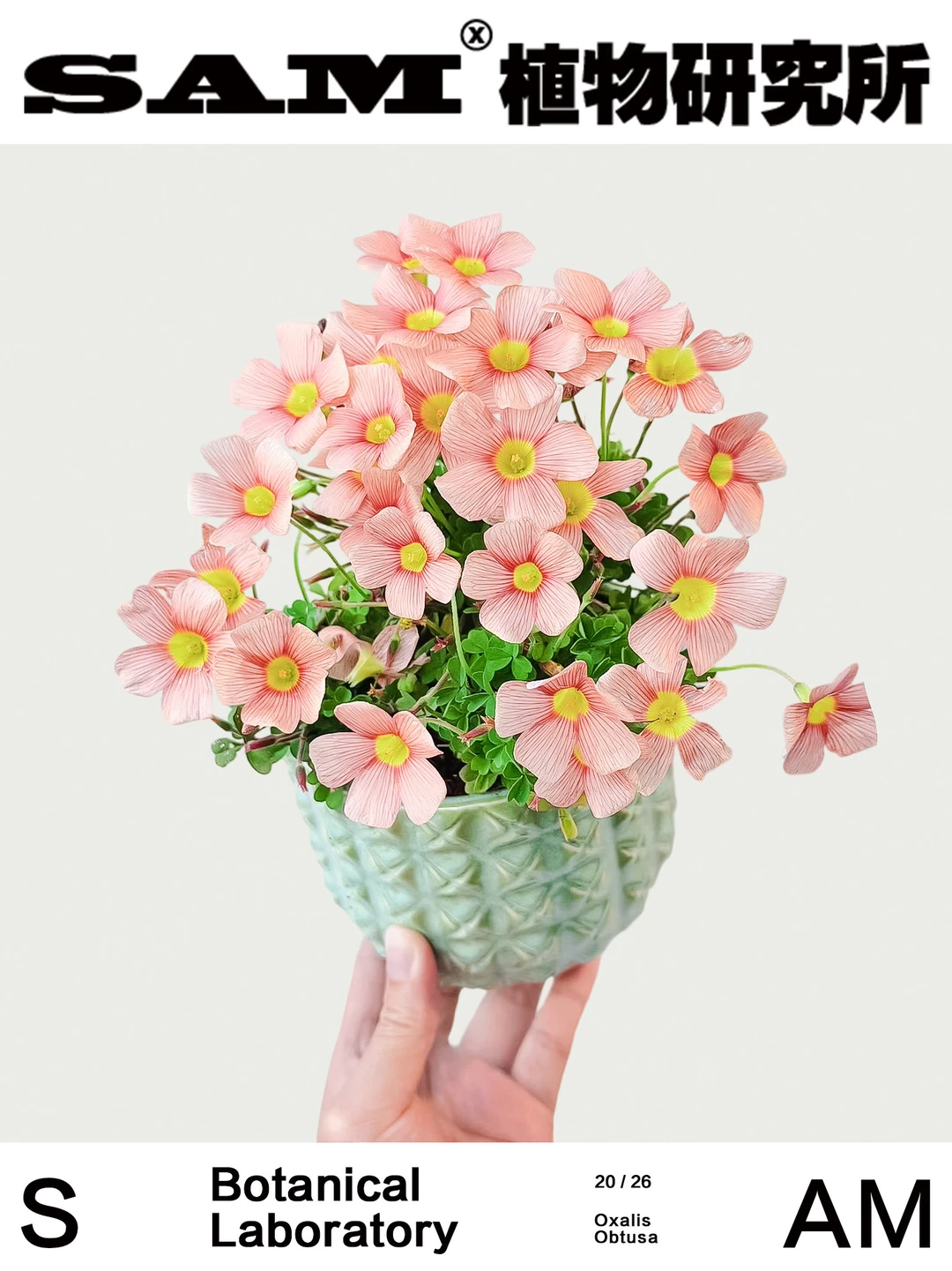 OB酢浆草｜Oxalis Obtusa