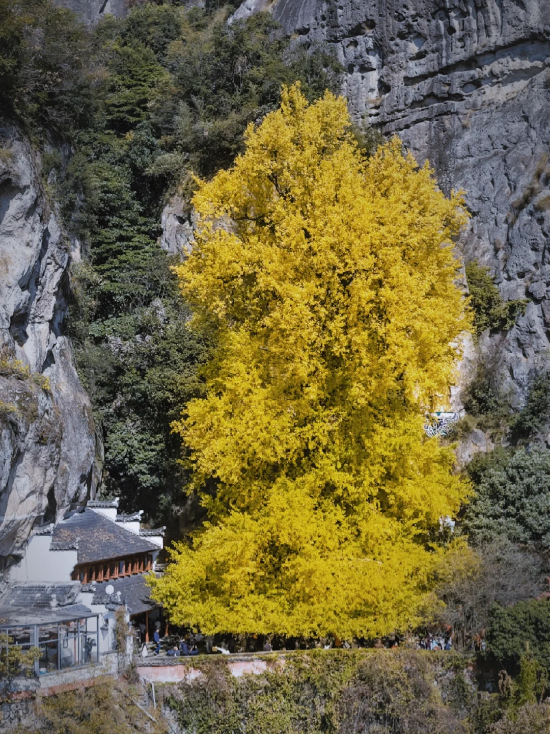 再不来就亏了！建德秋色🍂进入倒计时