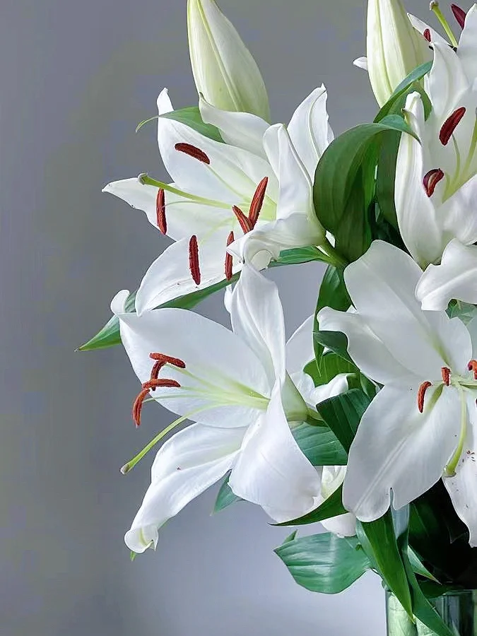 带你每天认识一种鲜花41｜白百合