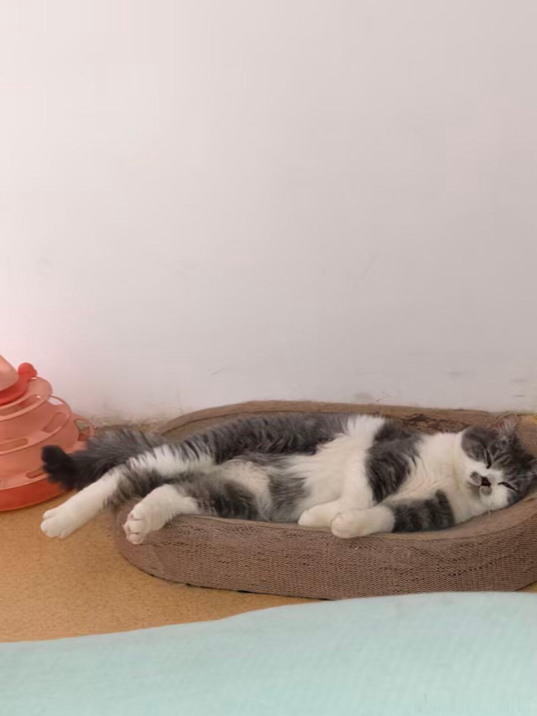 免费领养免费免费（重要的事情说3遍）猫咪在官渡区，看好位置在问，不要问完半天嫌远。2只男孩
要求1 有责任心有爱心，有养宠经验
       2 只限自提
       3 不可弃养，不可转卖
       4能接受回访
       5最好不是在外租房（因为我怕你走的时候带不走会存在弃养风险）
      6想好在说领不领养， ​