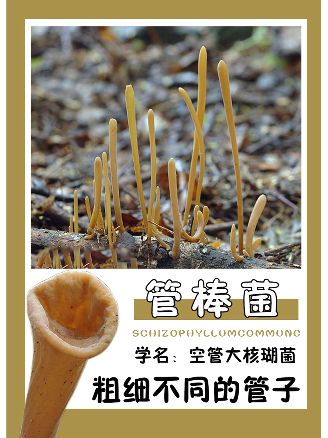 可以拿来当吸管吗？