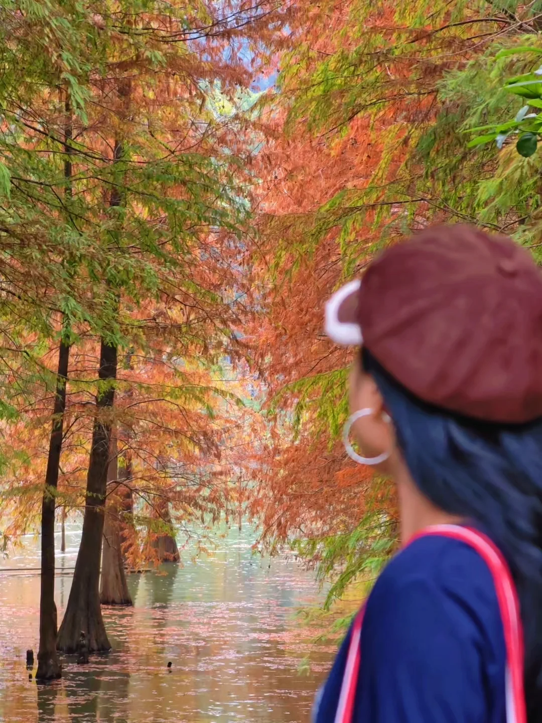 广州人有自己的小"九寨沟"🌲落羽杉也黄了