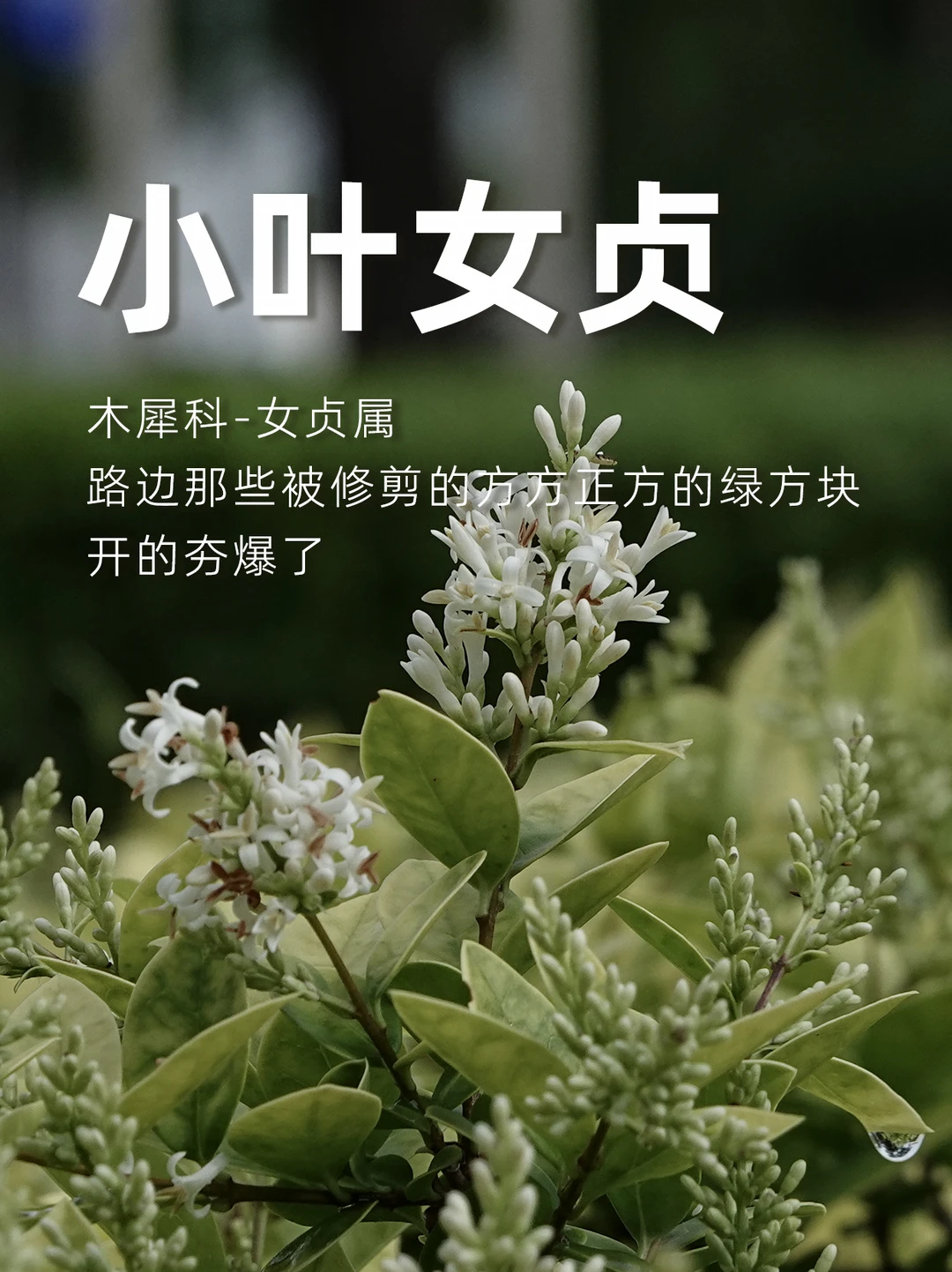 小叶女贞，白色小花，最近夯爆了。