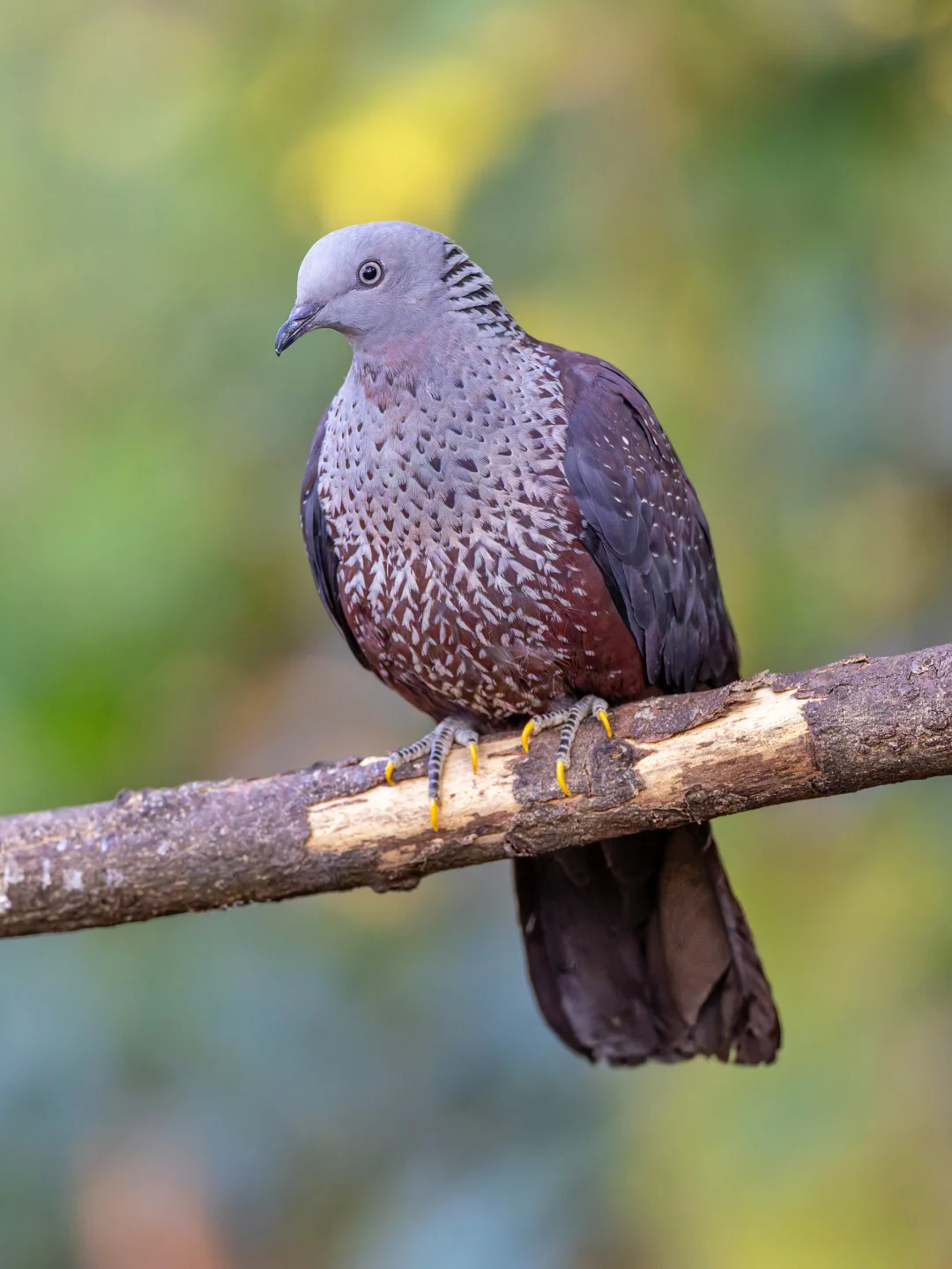花紫色的胖咕咕来袭！