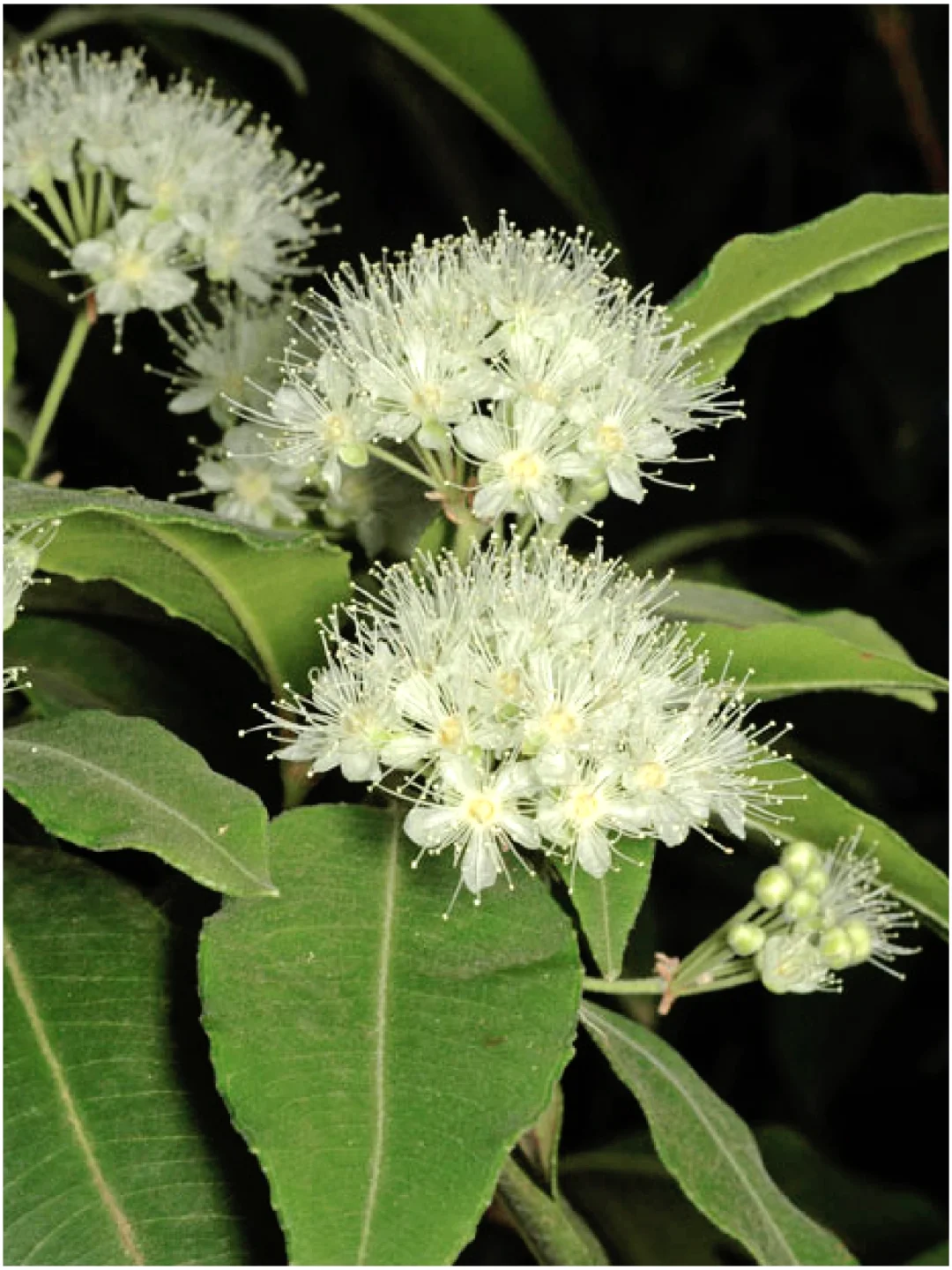 巨好闻！堪比香水的植物～柠檬桃金娘