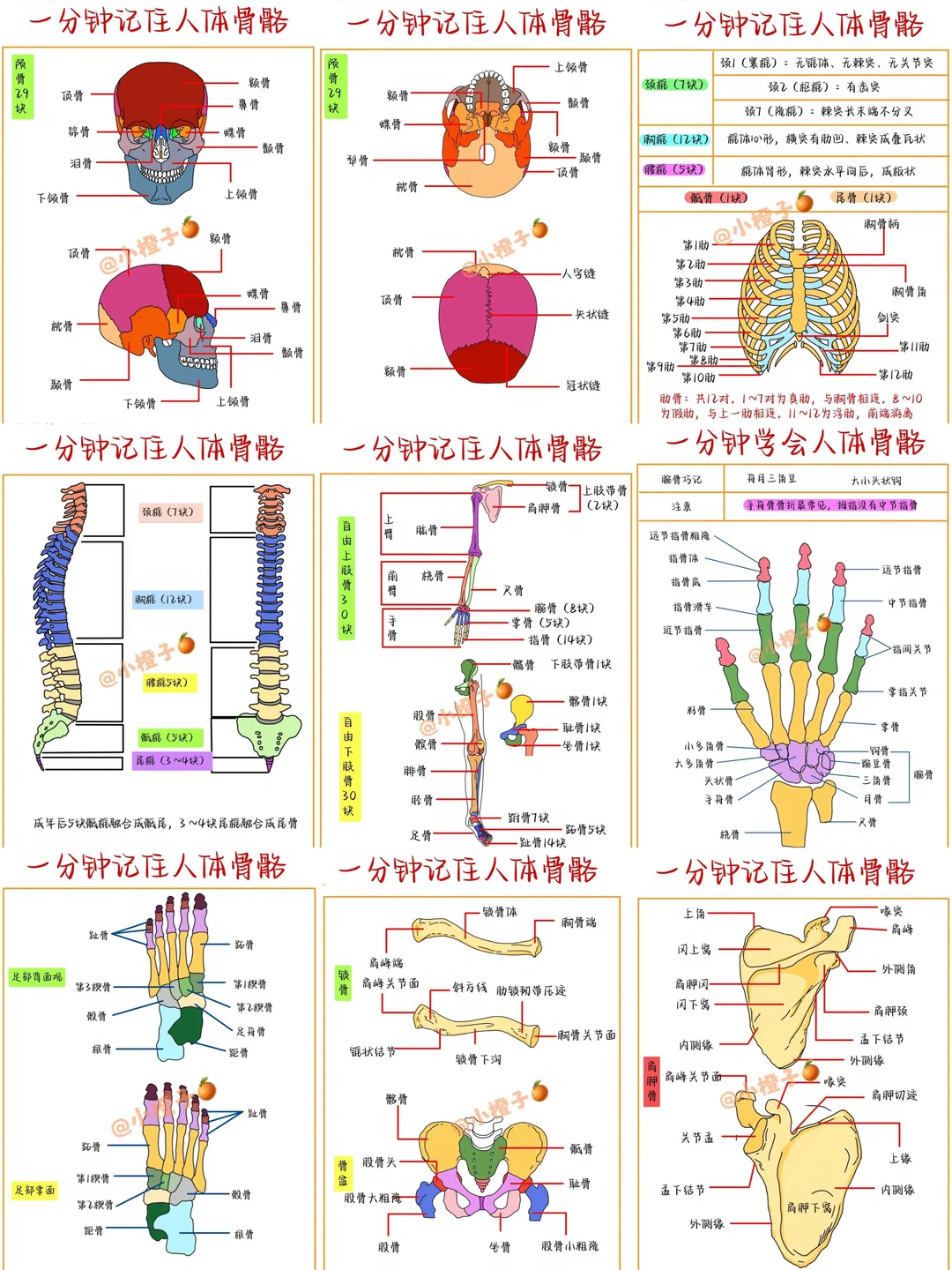 📖一分钟学会人体骨骼解剖结构图🔥