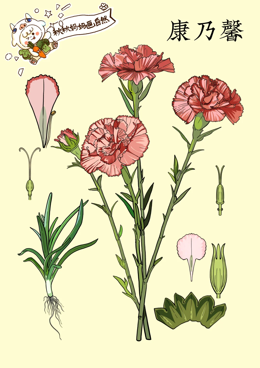 画给孩子的植物科普｜送给妈妈的花