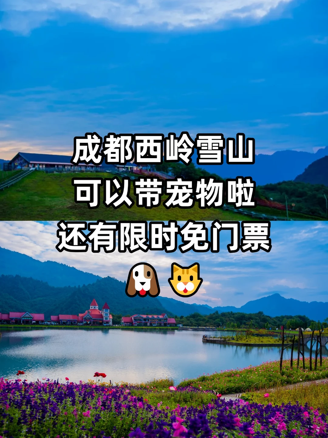 人！成都西岭雪山能带宠物耍啦！还有免门票