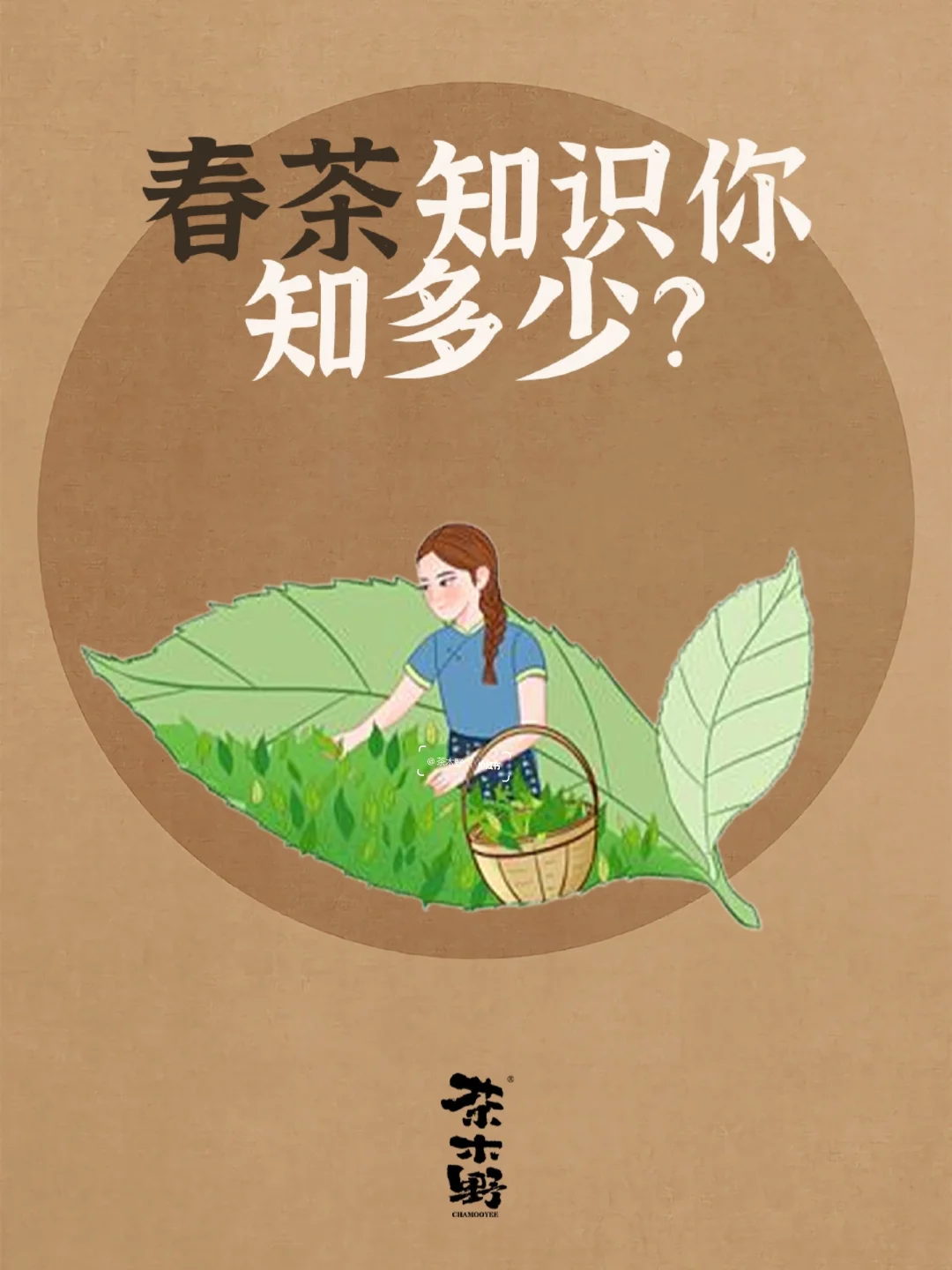 知识分享丨春茶小白必看，一文看懂春茶门道