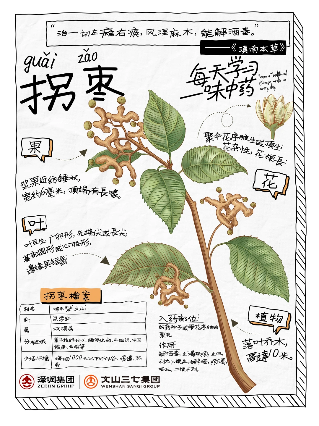 每天学习一味中药|拐枣