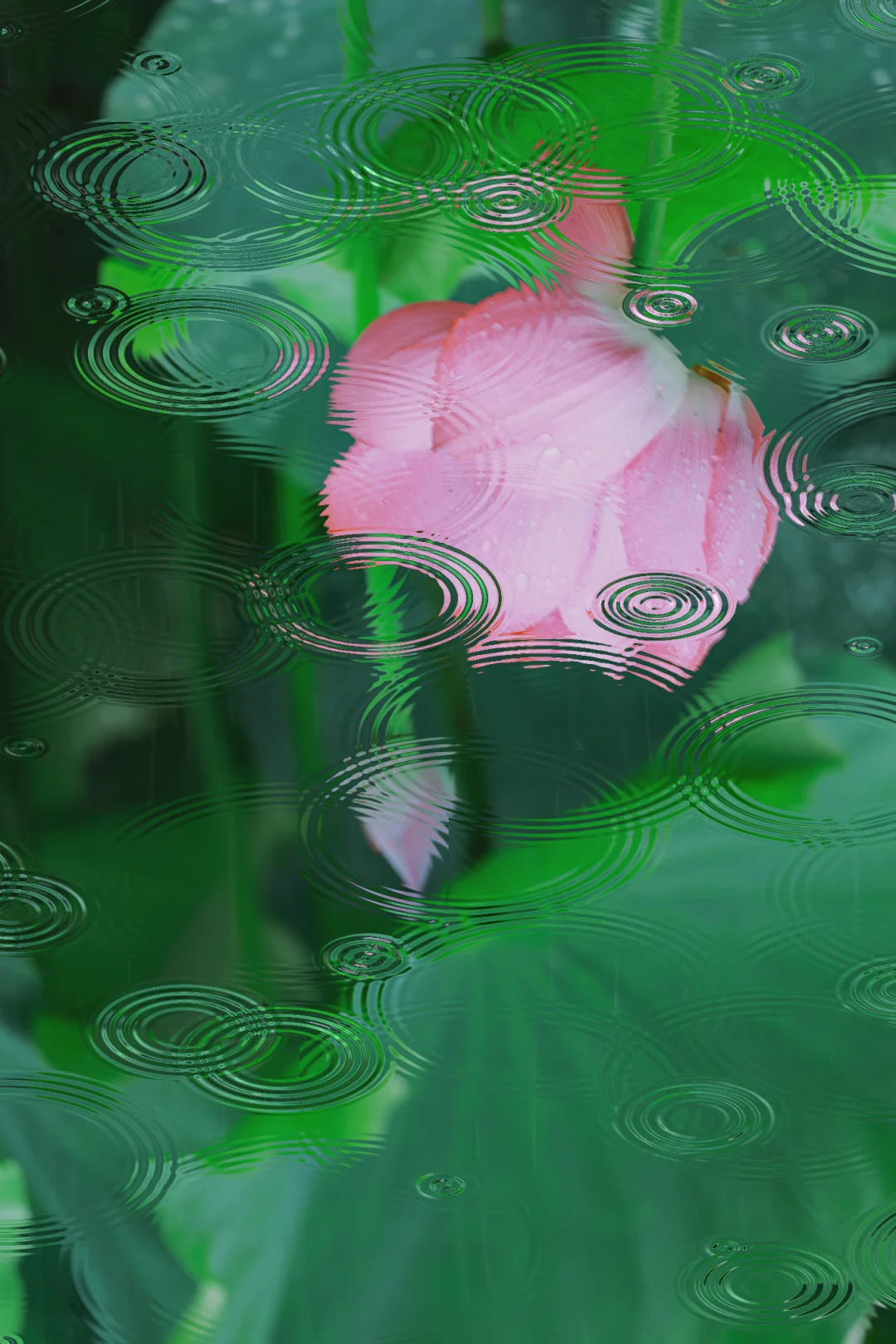 重庆小众赏荷地：周贡植故居玩法全攻略🌈❤️