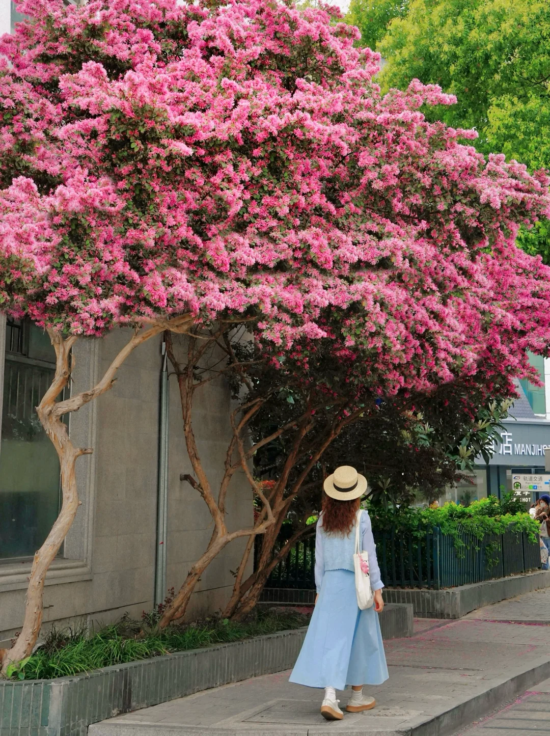 4.4实拍🍃苏州最新赏花citywalk路线‼️