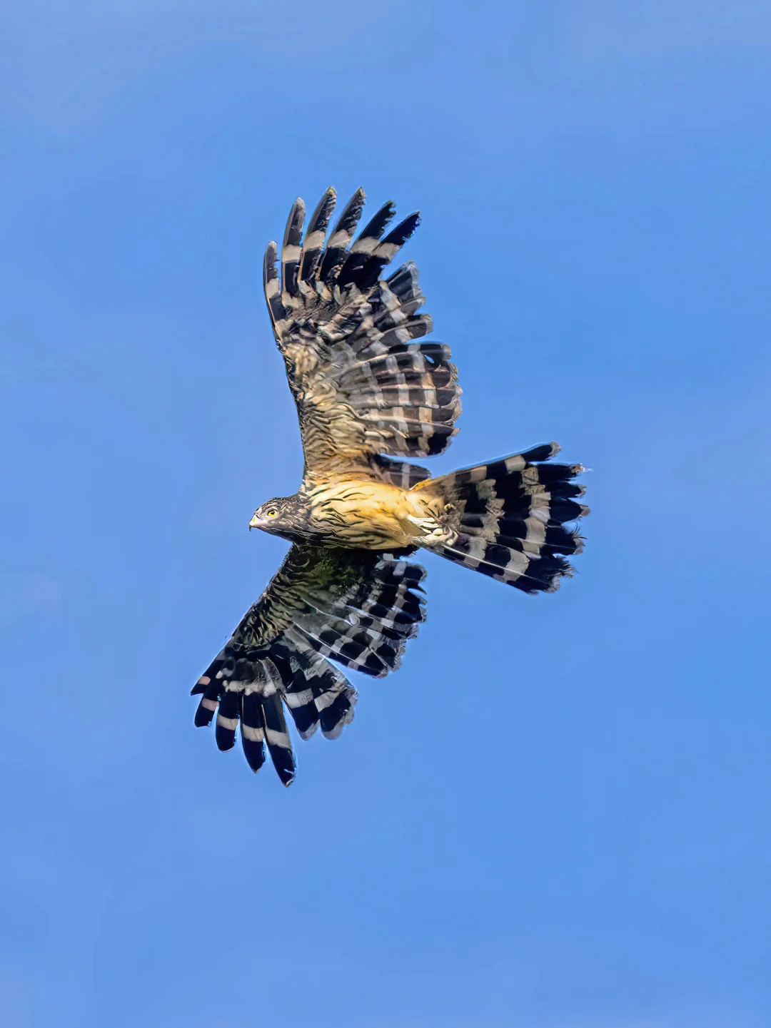 为什么这只蜂鹰尾巴这么长？