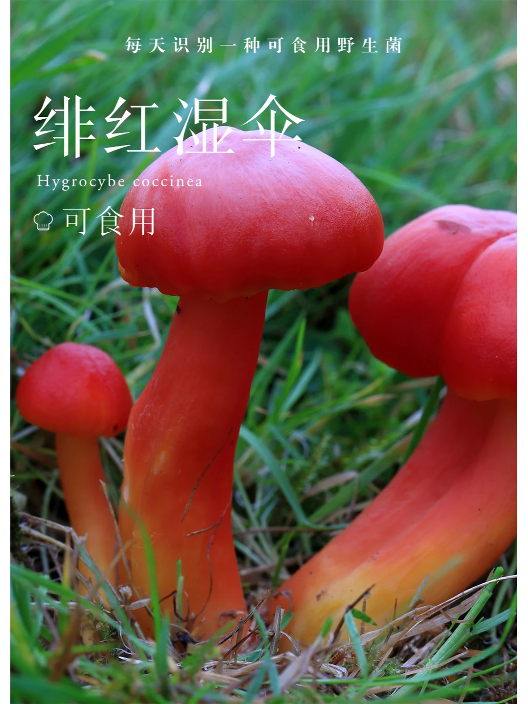 长得不像可以吃的样子，却可以吃~