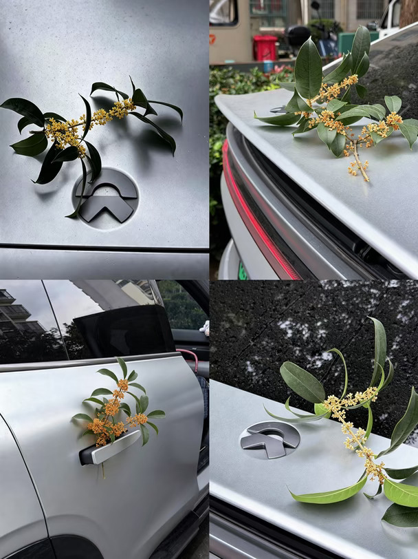 又是一年桂花季