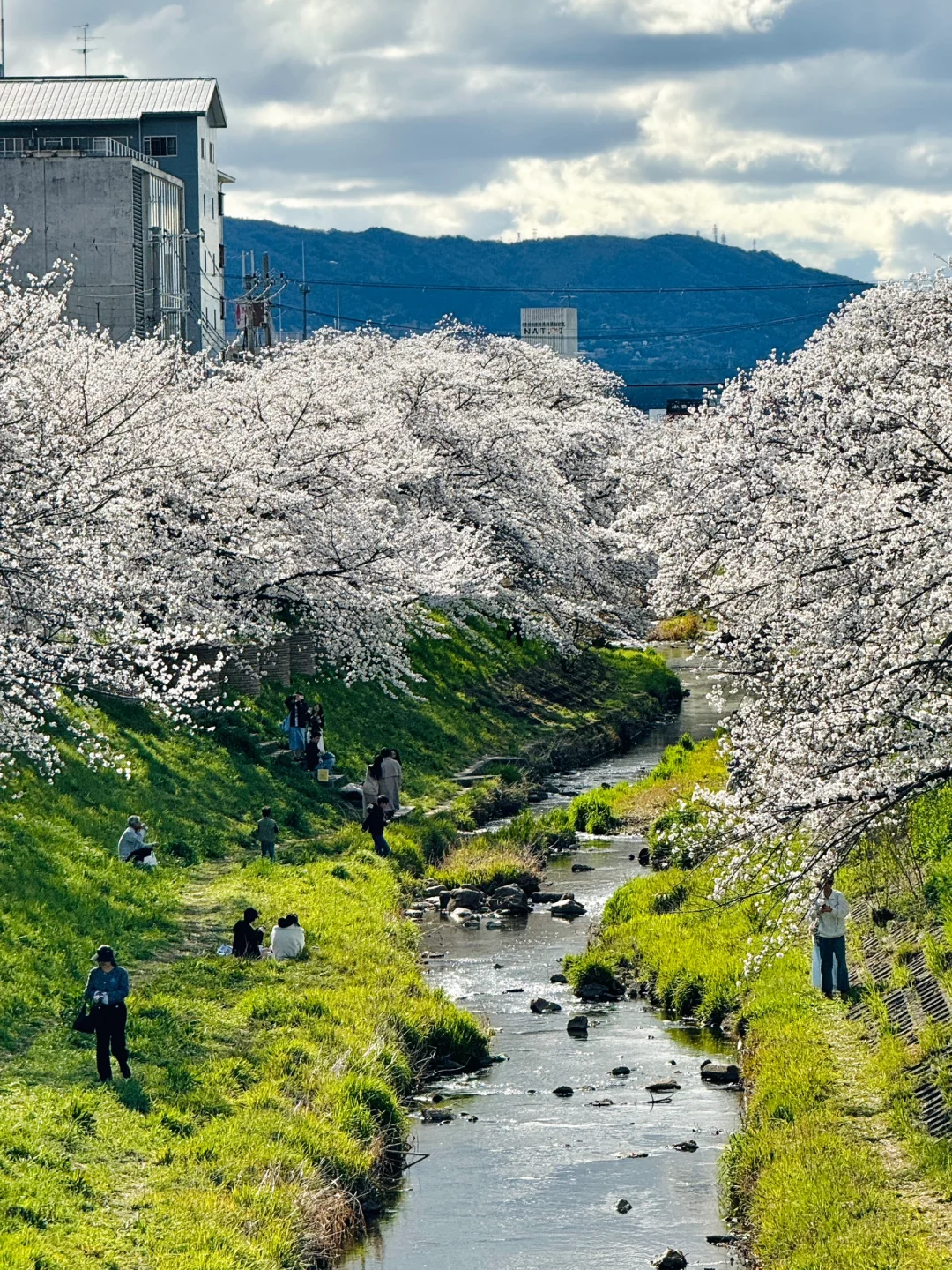 4.3实拍live🌸雨后的奈良佐保川樱花封神‼️