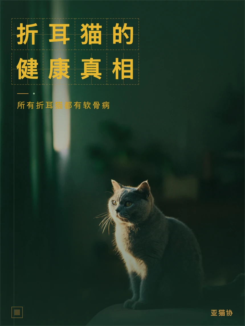 折耳猫｜软骨病不是可爱是痛苦