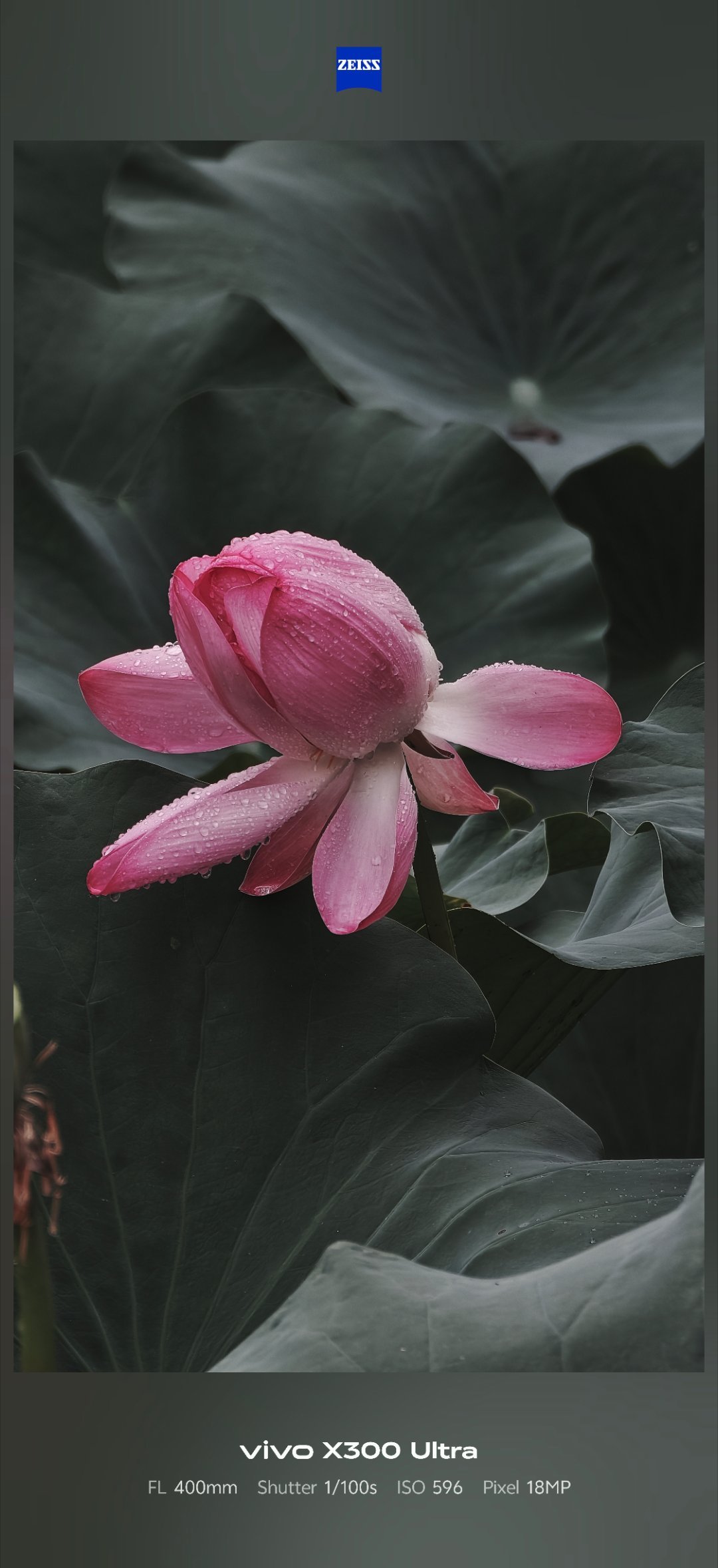 0825 雨后荷
拍摄 vivo X300 Ultra+G2增距镜
焦段 400mm/800mm
滤镜 理光+原色+追光 ​