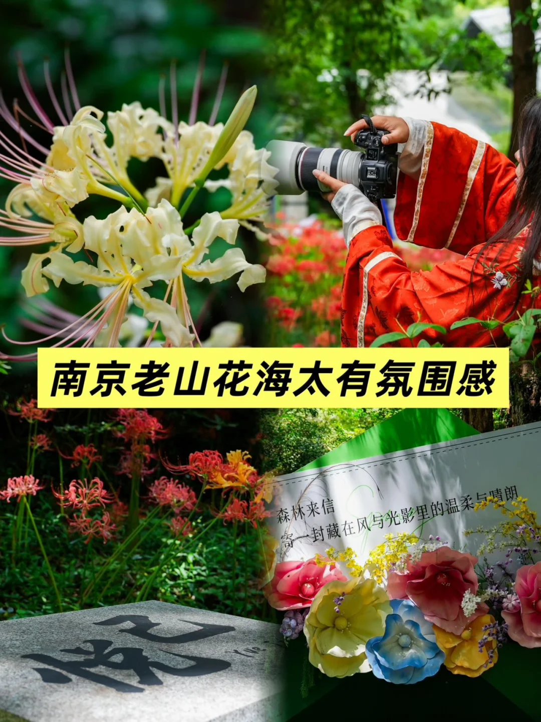 初秋户外秘境｜南京老山花海太有氛围感
