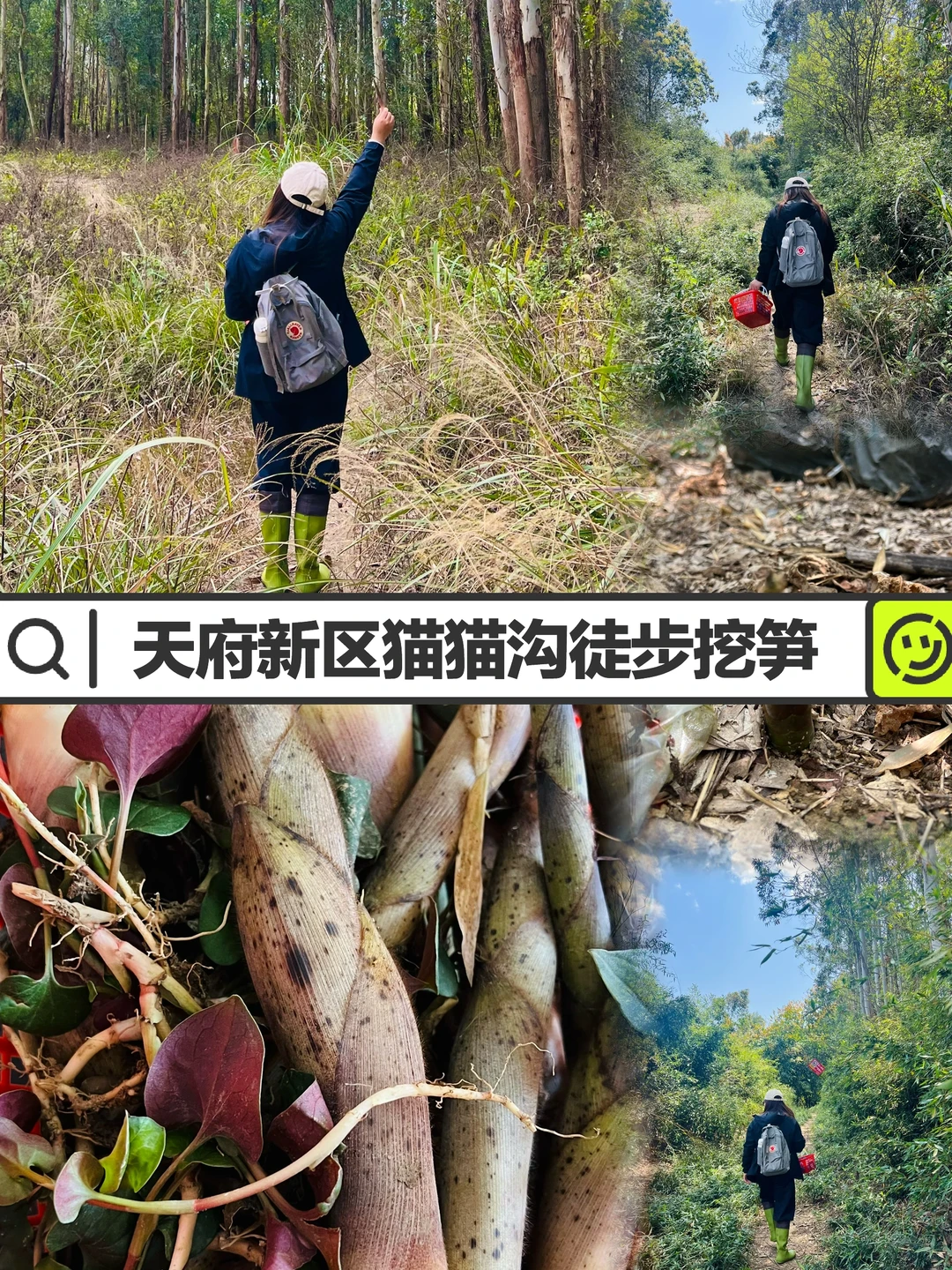 南门出发30min‼️猫猫沟徒步挖竹笋 附路线