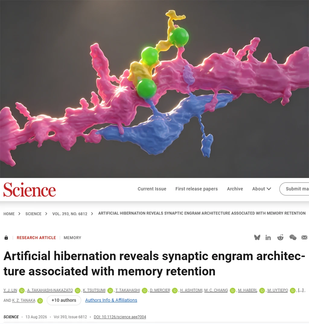 《Science》回答百年追问：记忆神经长啥样？