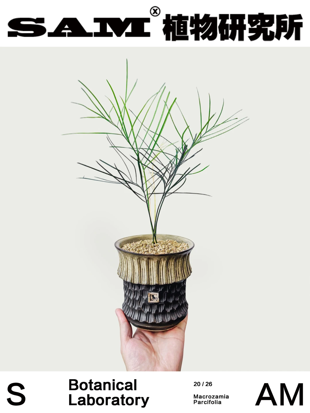 少叶泽米铁｜Macrozamia Parcifolia