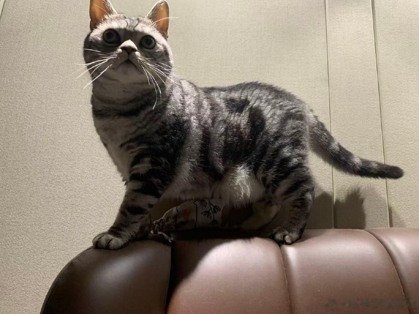 要过节了...想我的猫孩儿了... ​