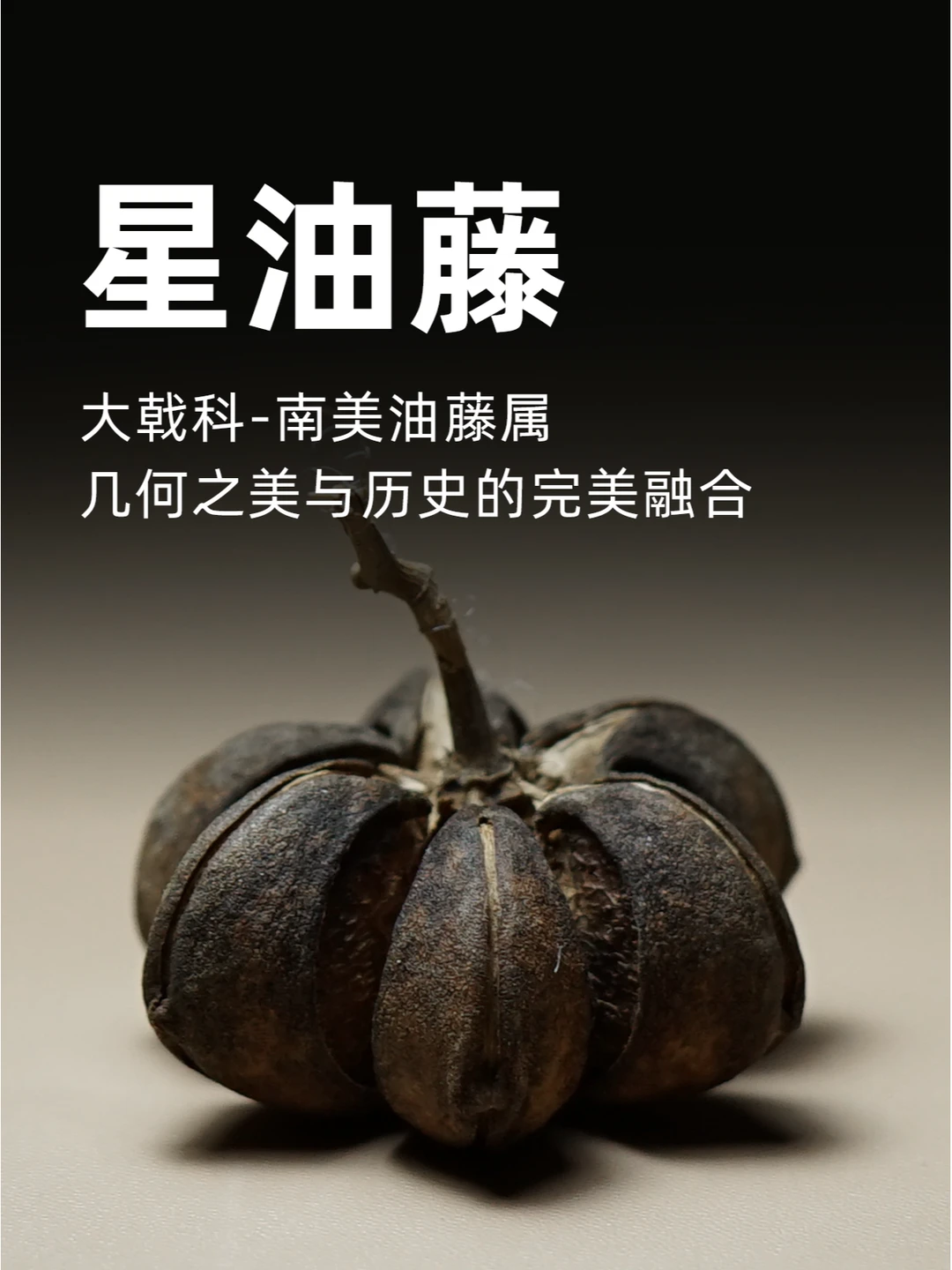 星油藤，几何之美与历史的完美融合～