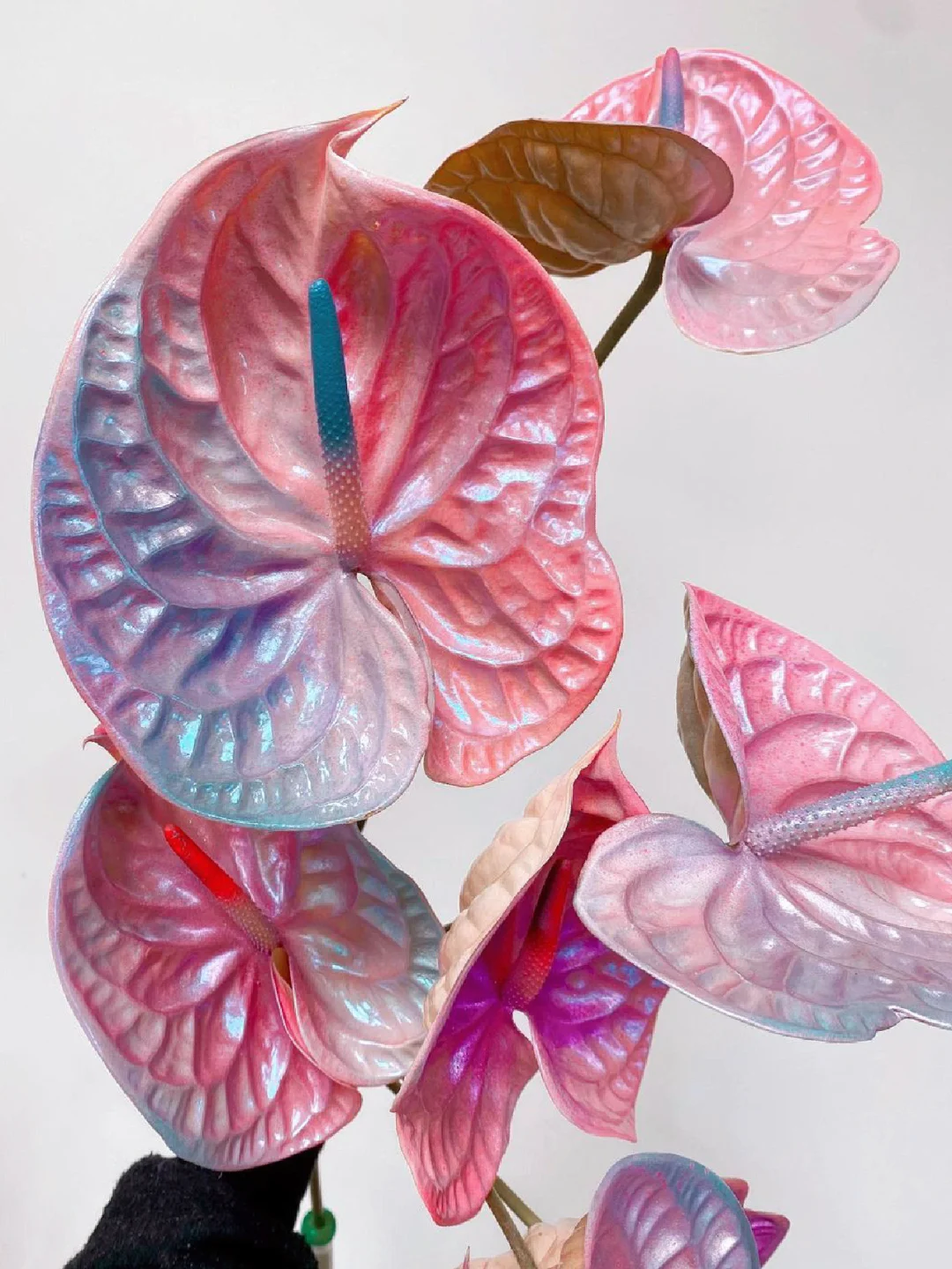 恭贺新春｜在春天来临之前，带你看一场盛放🦋