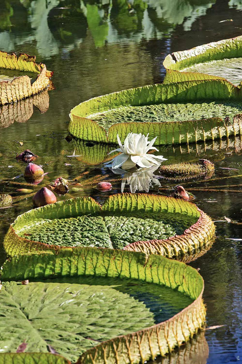 《如梦令·观王莲》DeepSeek助填
热带王莲北渡，浮荡白花绢素。巨盖似青舟，承载水鸡轻步。奇趣，奇趣，新享赏秋美誉。
拍摄于朝阳公园生态水溪 ​