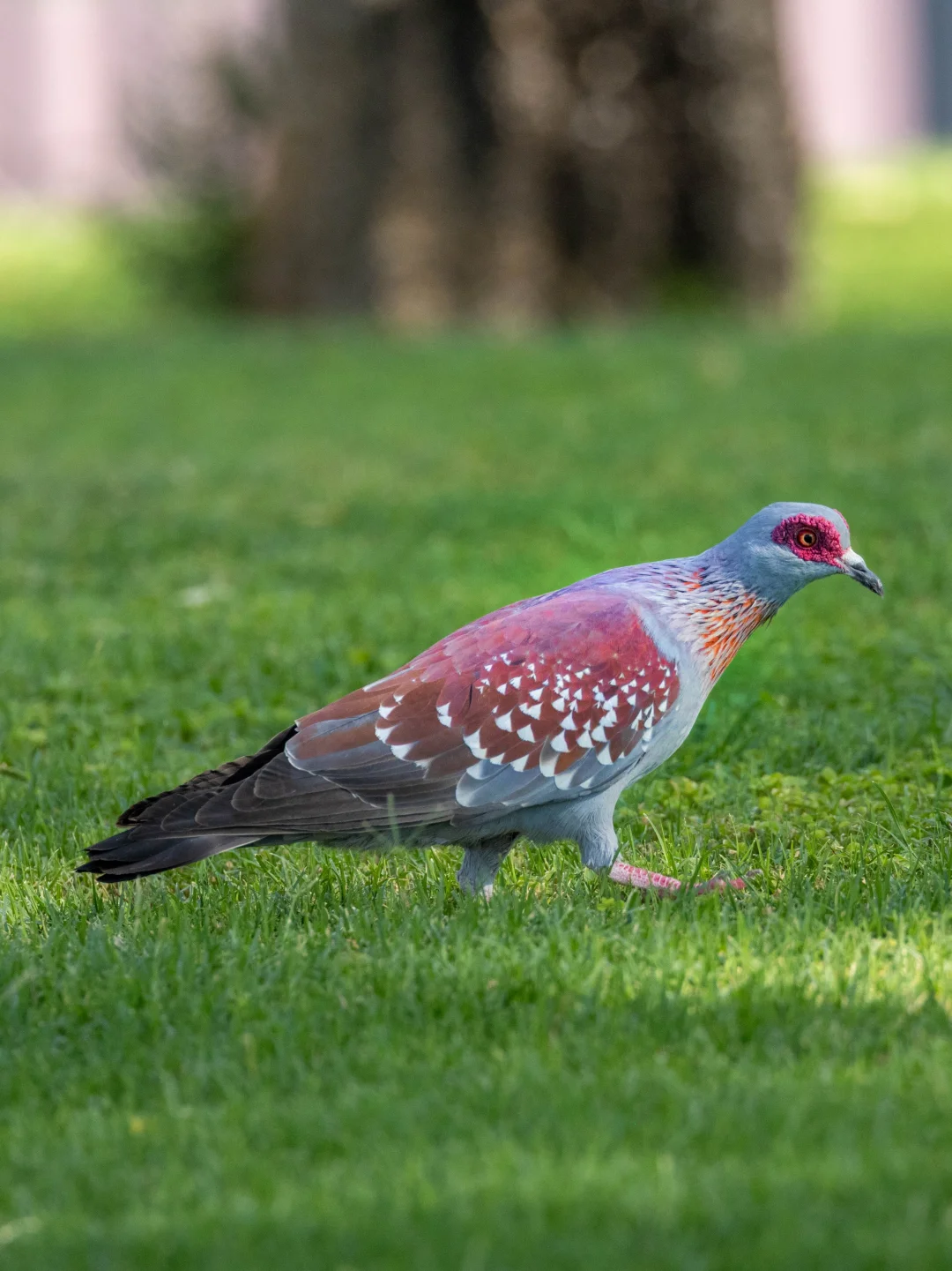 这只奇怪的鸽子，眼睛像是贴了花