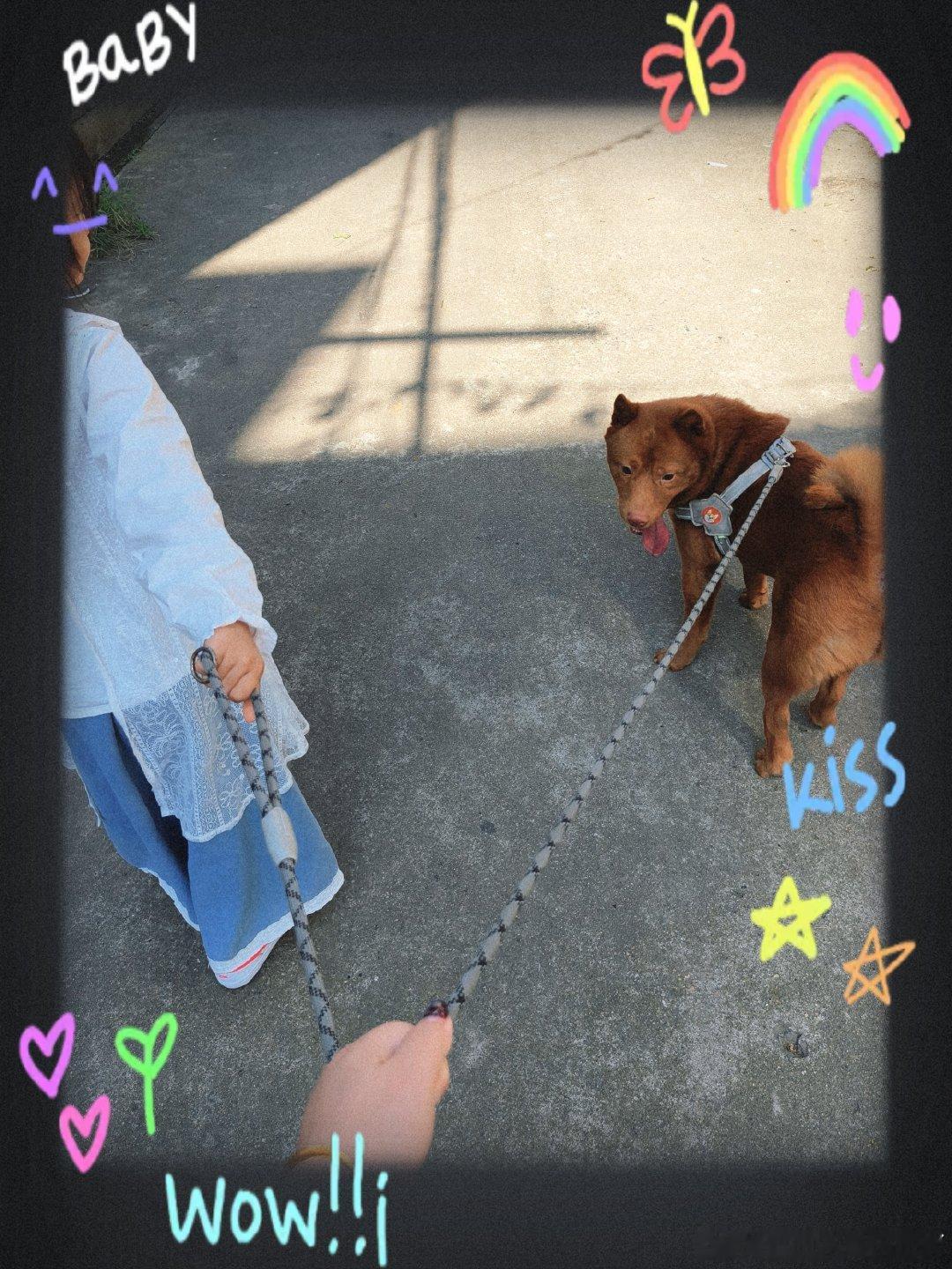 #遛狗[超话]#我家宝宝说:“我们家的饭团跟小舅家妞妞的一模一样呢！”（遛娃，遛狗同时进行中～）[嘻嘻] ​