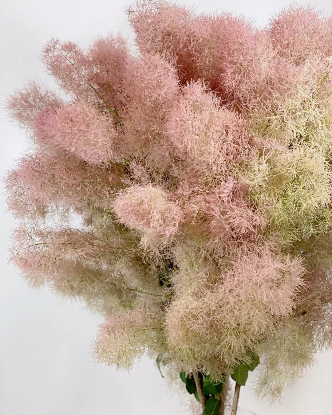 带你每天认识一种花材134｜雾中情人