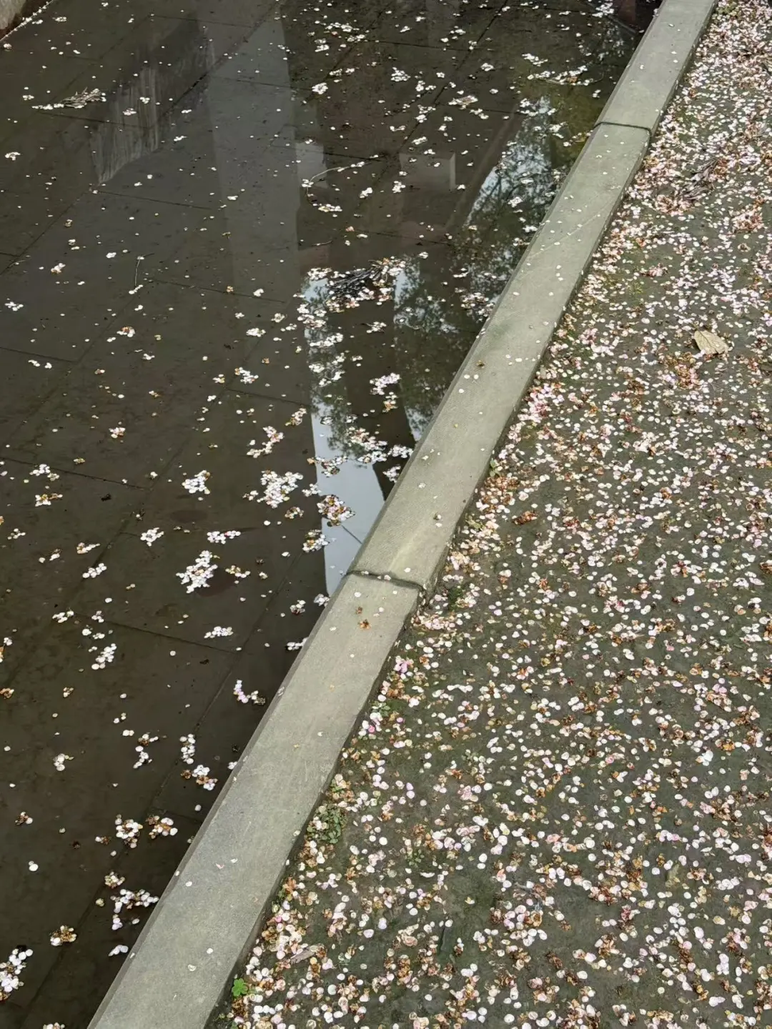 撒花啦撒花啦～