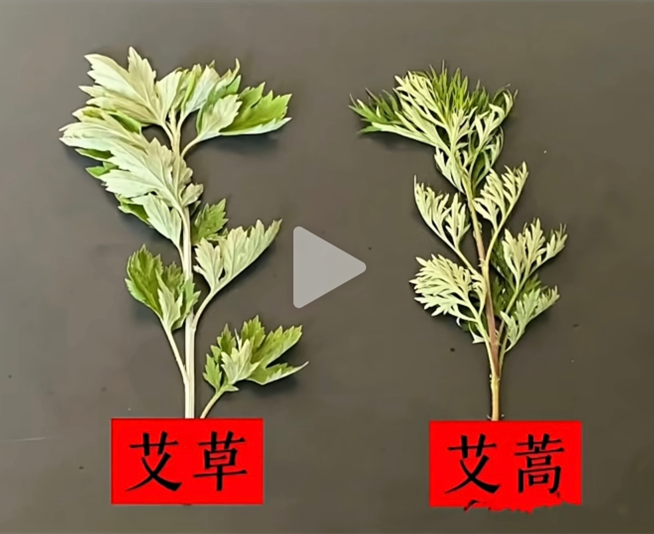 艾草和艾蒿啥区别？我怎么感觉它俩是一个东西呢！ ​​​