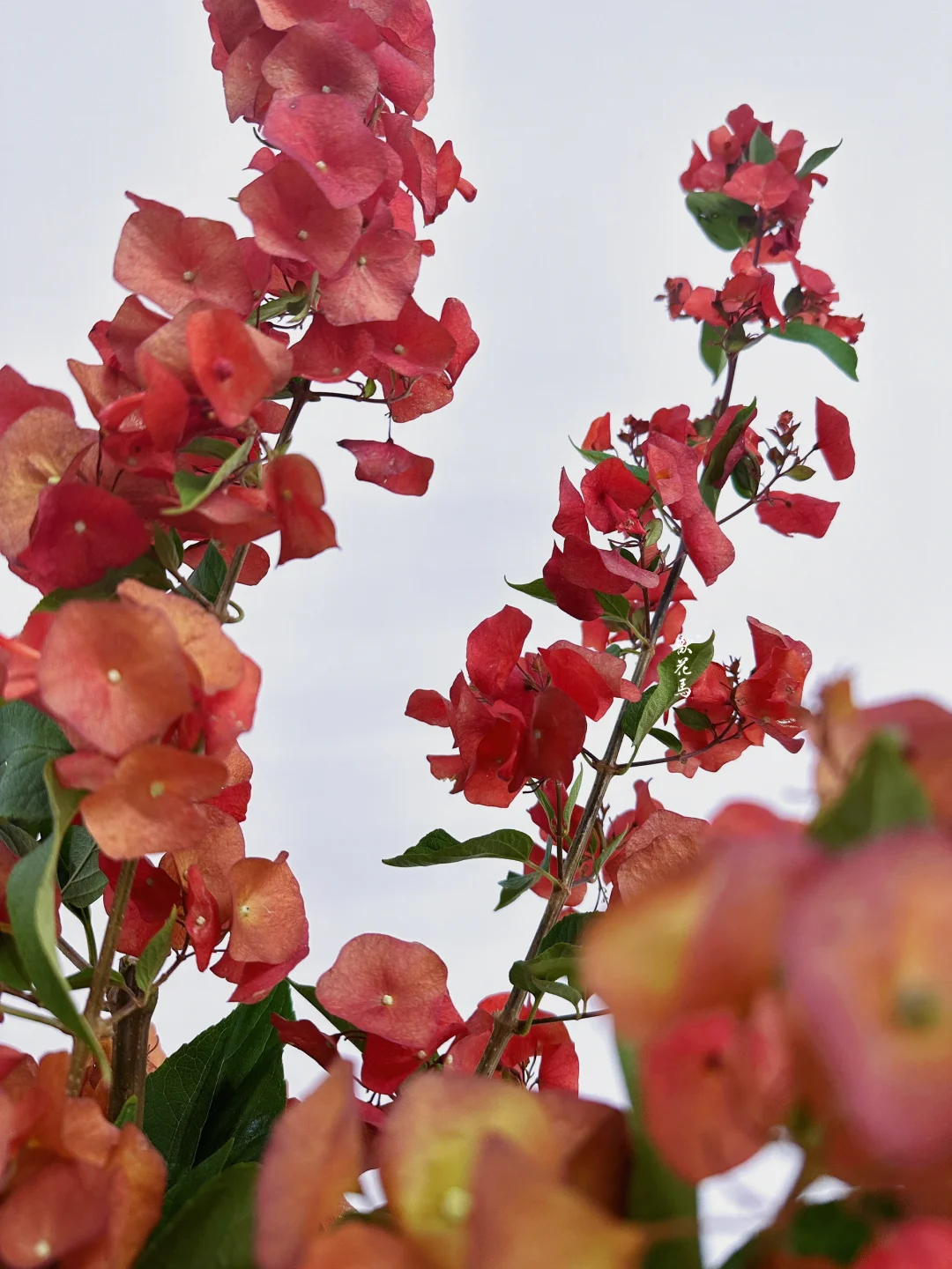 花材认识｜冬日的焰火🔥——“冬红”
