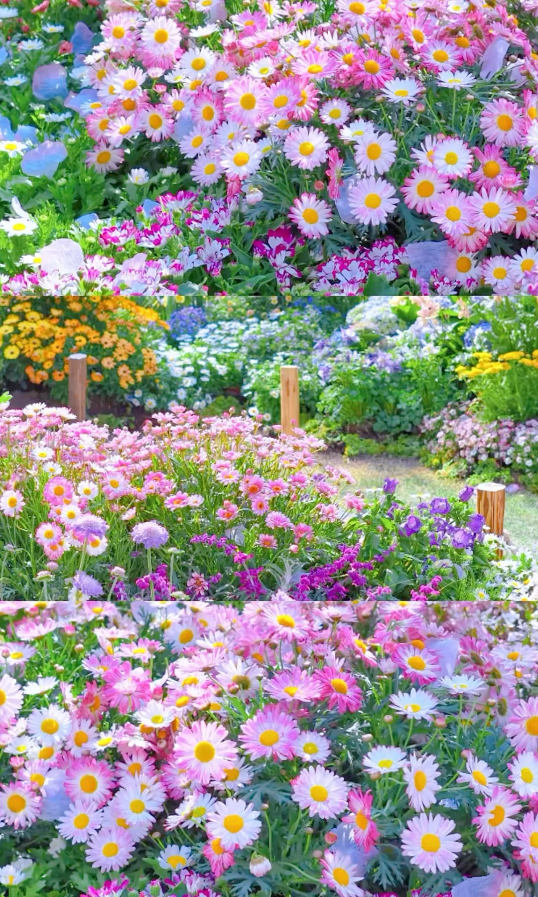 我在上海的秘密花园🌸很想和你交换春天🌿