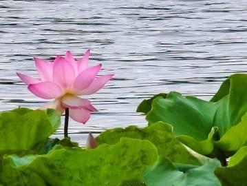 夏日逛荔湾湖，赶上荷花开得正好，风一吹满池清香，走在湖边整个人都静下来了。
